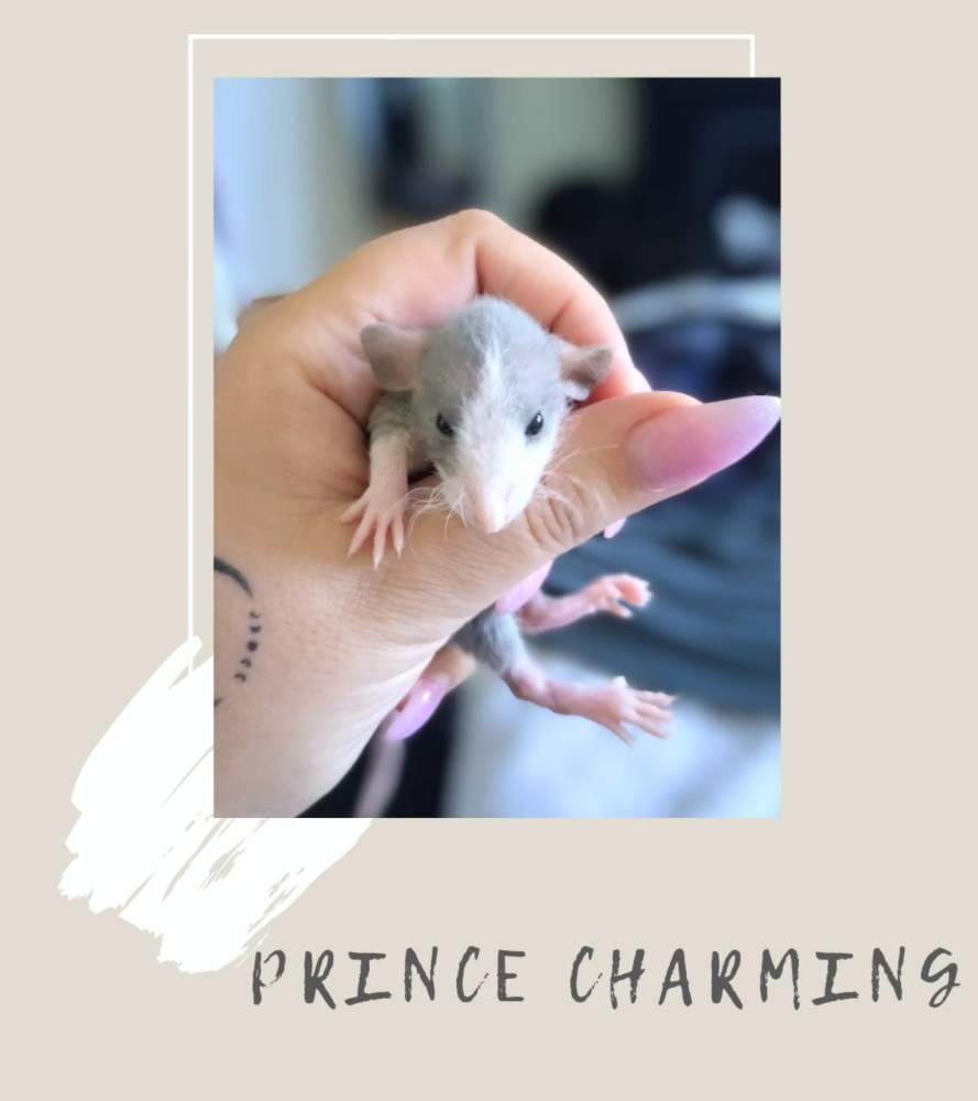 Fancy rat Pet only Rattus norvegicus 