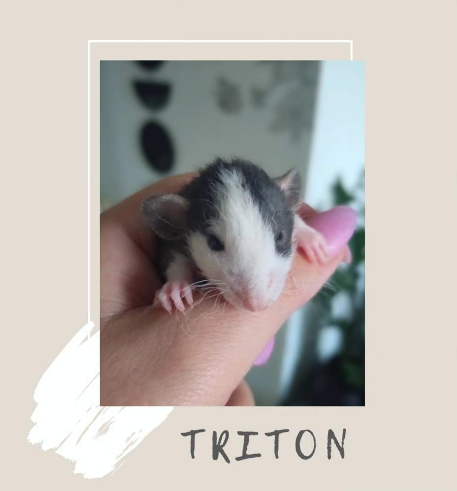 Fancy rat Pet only Rattus norvegicus 