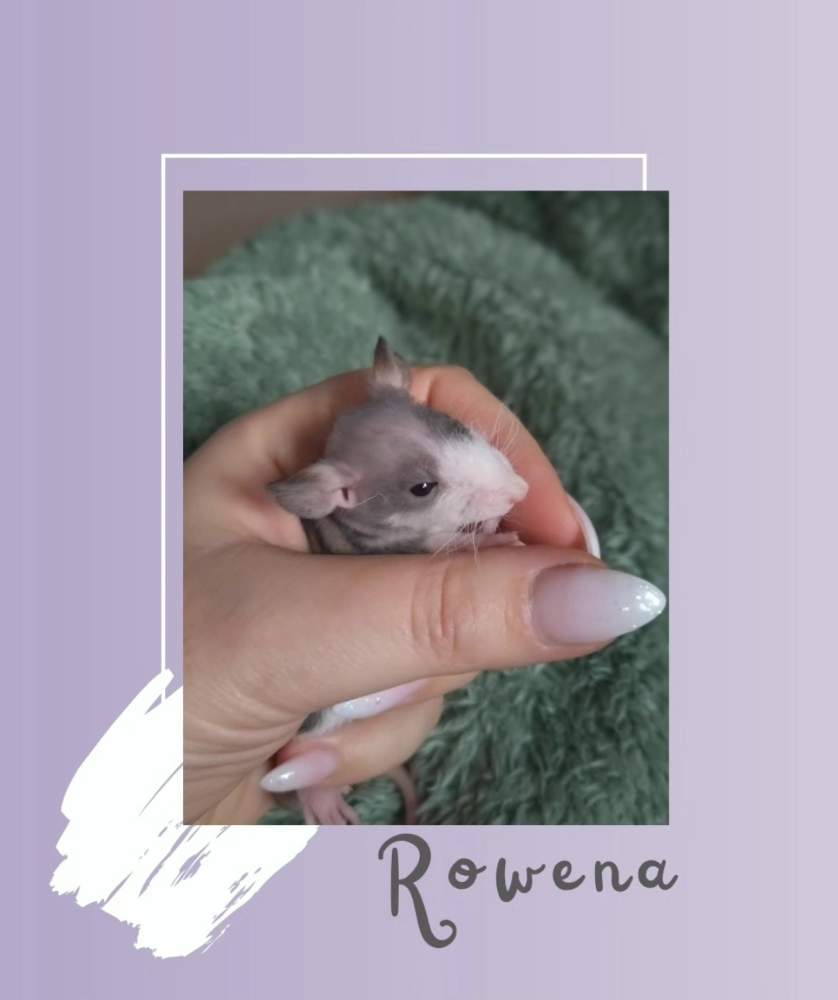 Fancy rat Rehomed Rattus norvegicus 