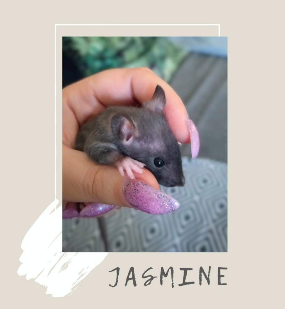 Fancy rat Pet only Rattus norvegicus 