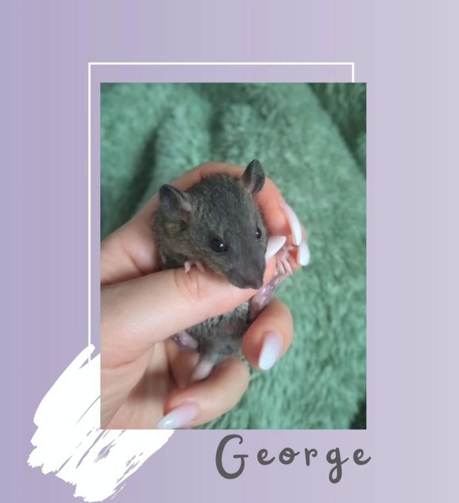 Fancy rat Rehomed Rattus norvegicus 