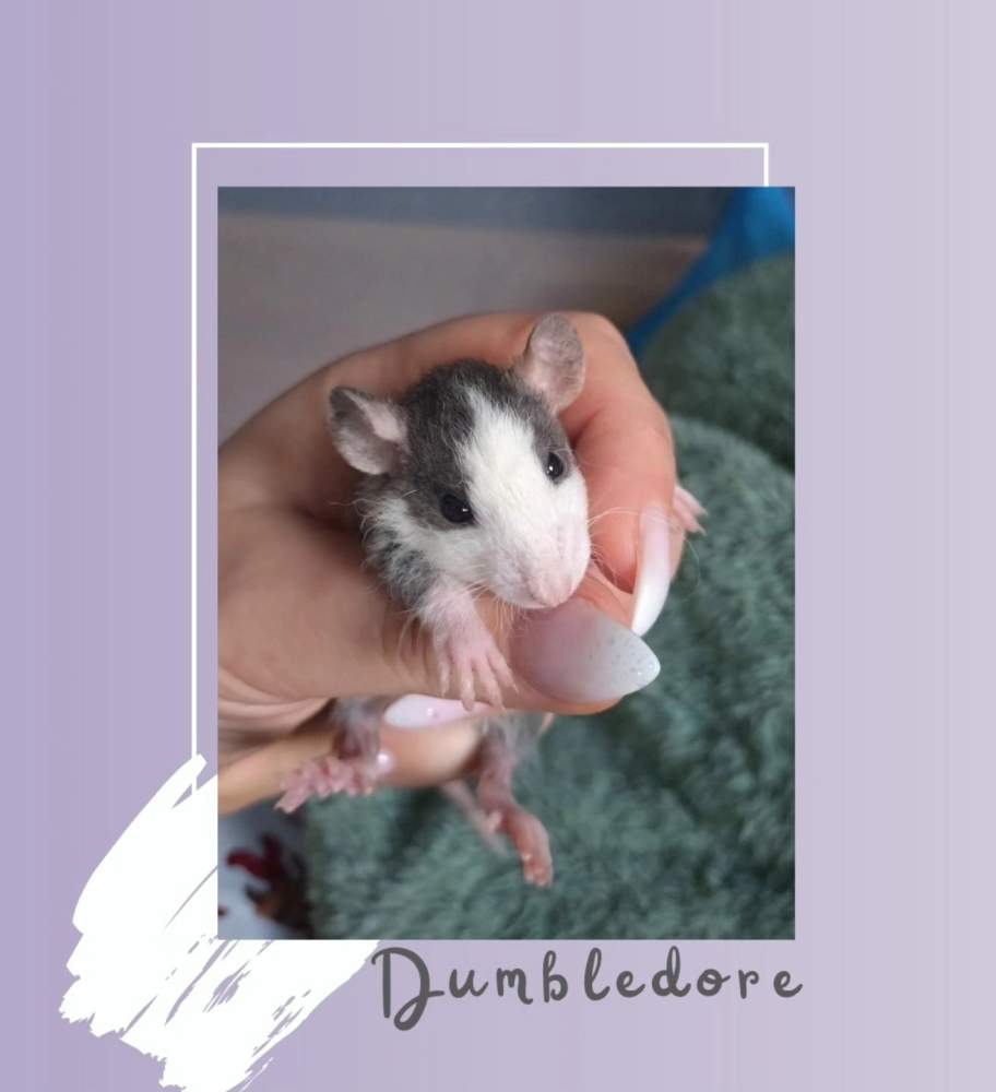 Fancy rat Rehomed Rattus norvegicus 