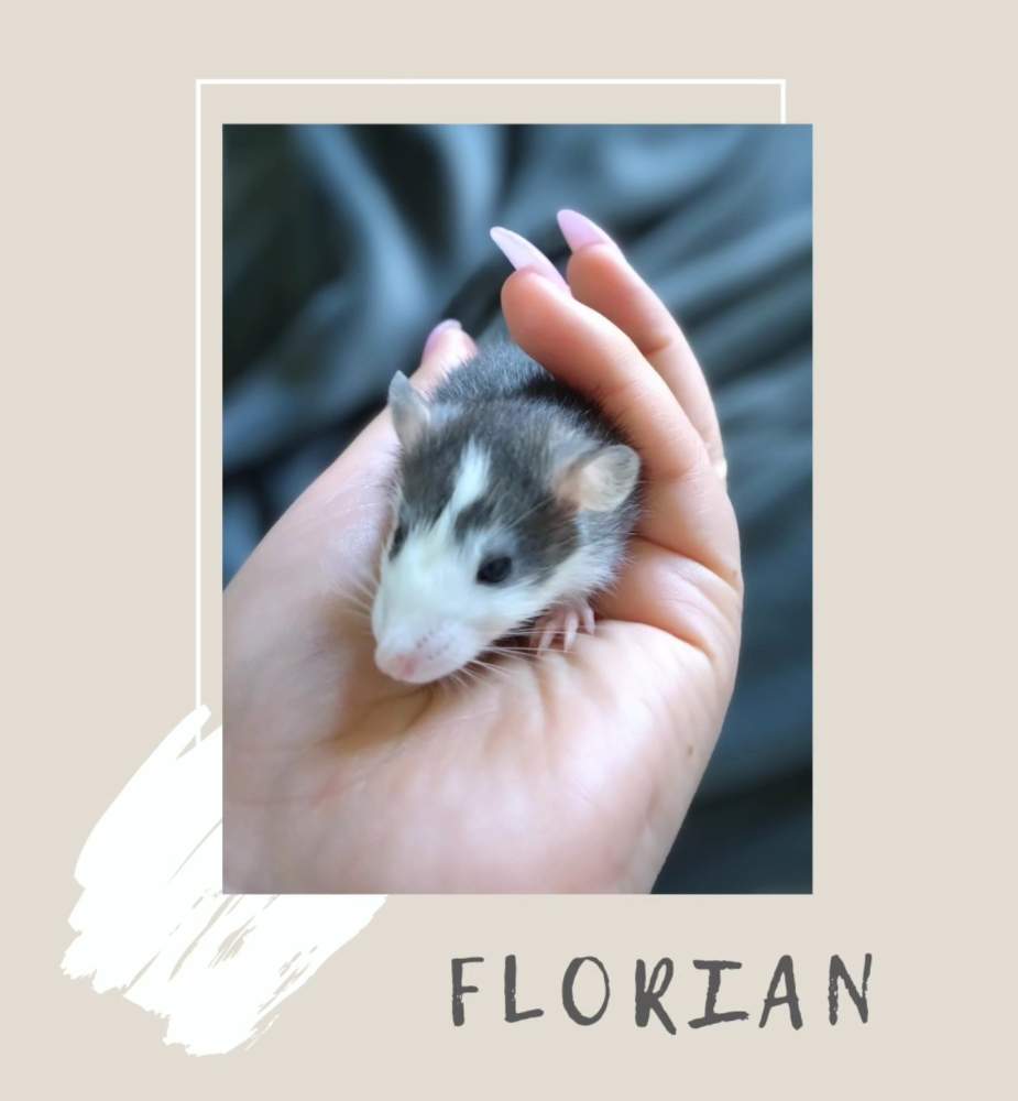 Fancy rat Pet only Rattus norvegicus 