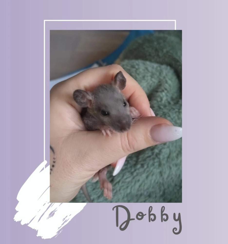 Fancy rat Rehomed Rattus norvegicus 