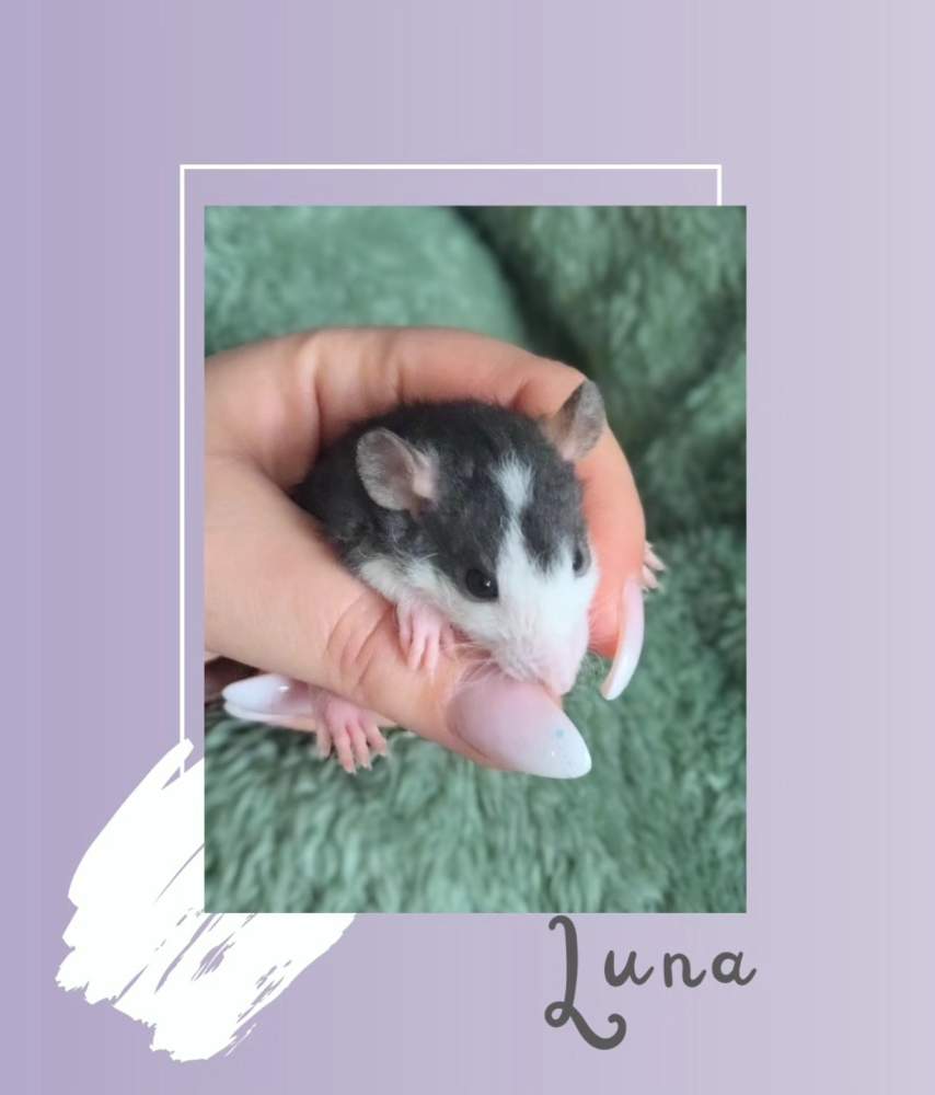 Fancy rat Rehomed Rattus norvegicus 