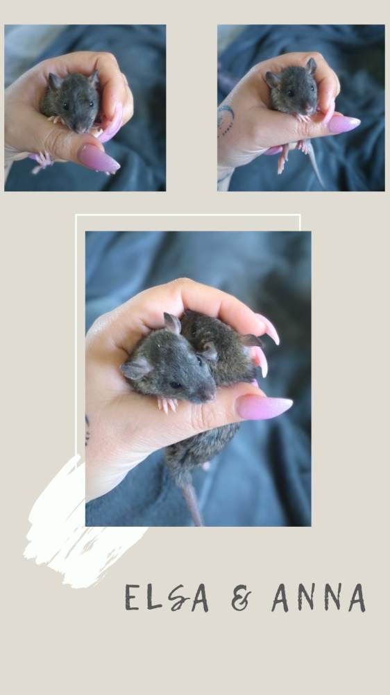 Fancy rat Pet only Rattus norvegicus 