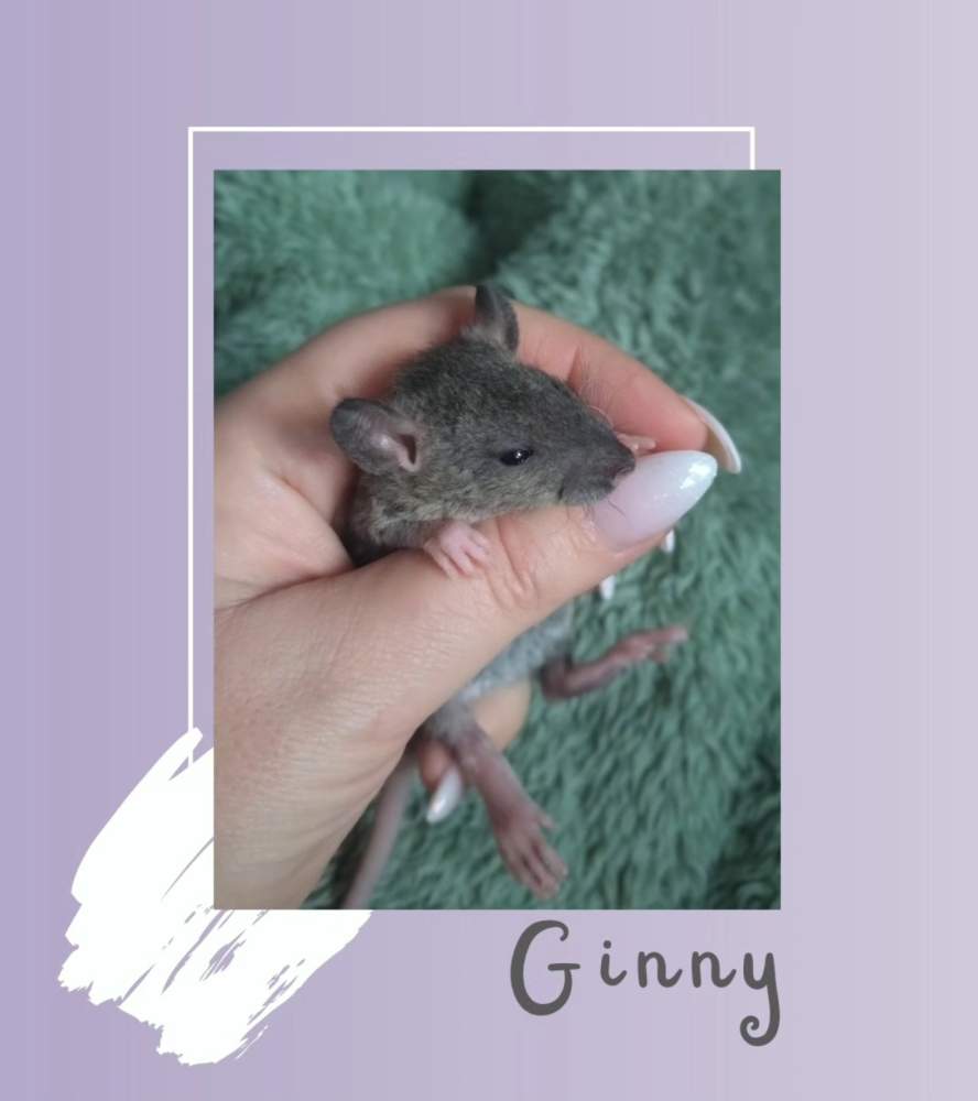 Fancy rat Rehomed Rattus norvegicus 