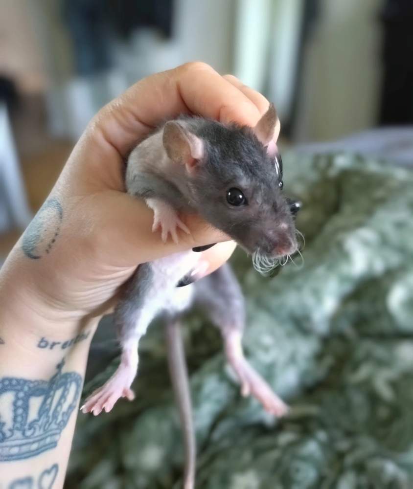 Fancy rat Breeder Rattus norvegicus 