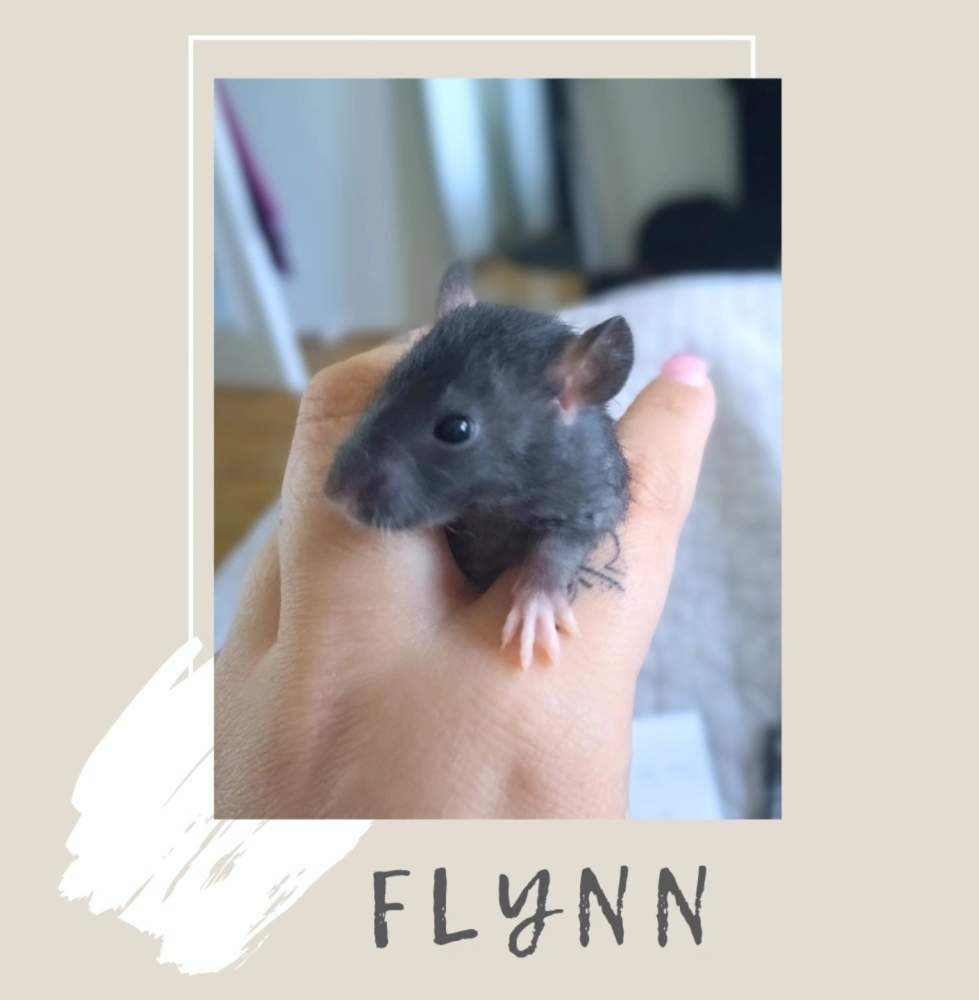 Fancy rat Pet only Rattus norvegicus 