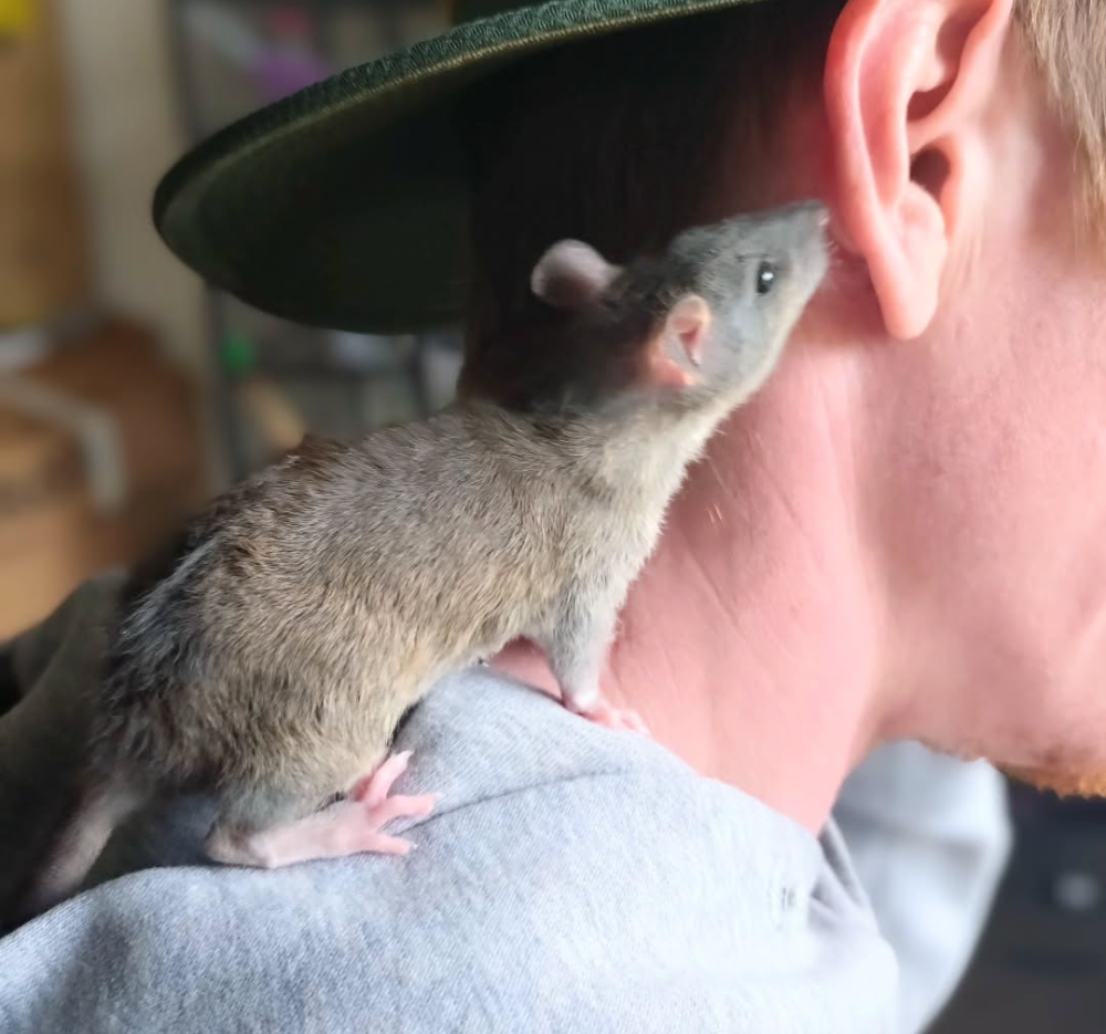 Fancy rat Deceased Rattus norvegicus 