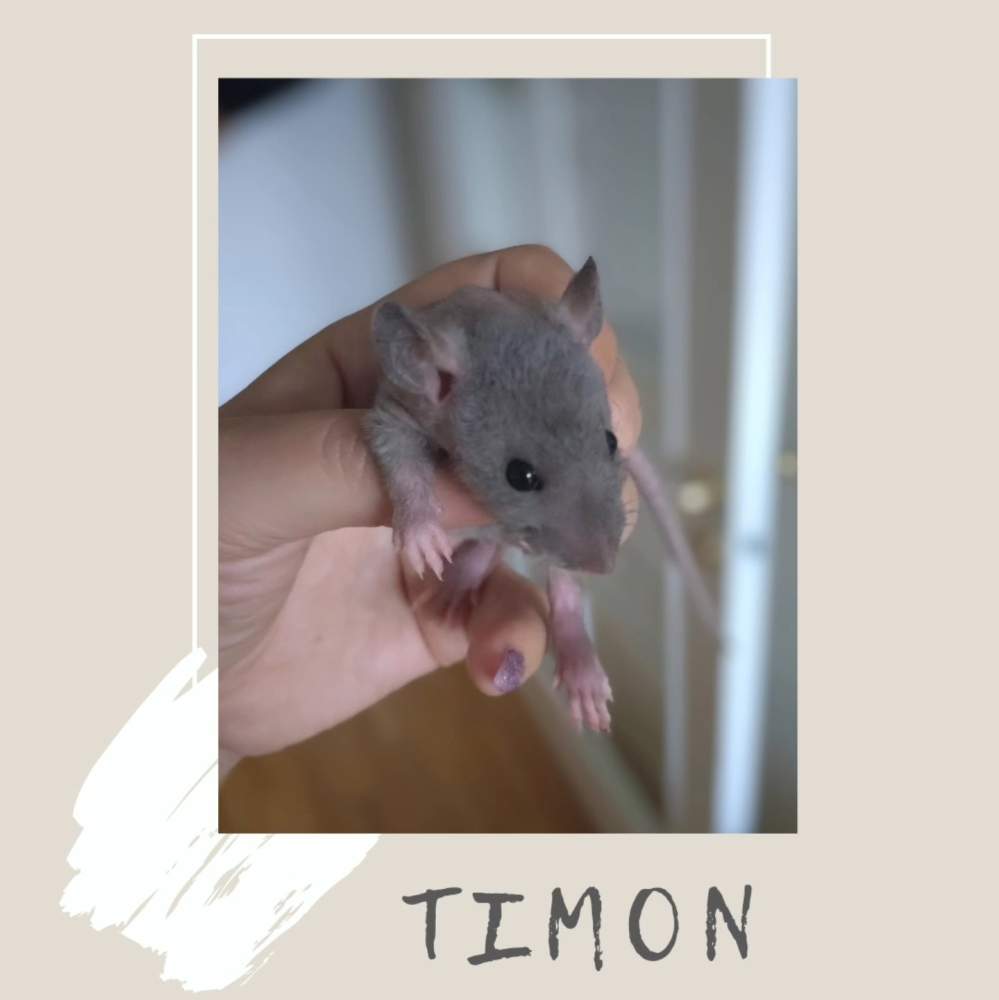 Fancy rat Pet only Rattus norvegicus 