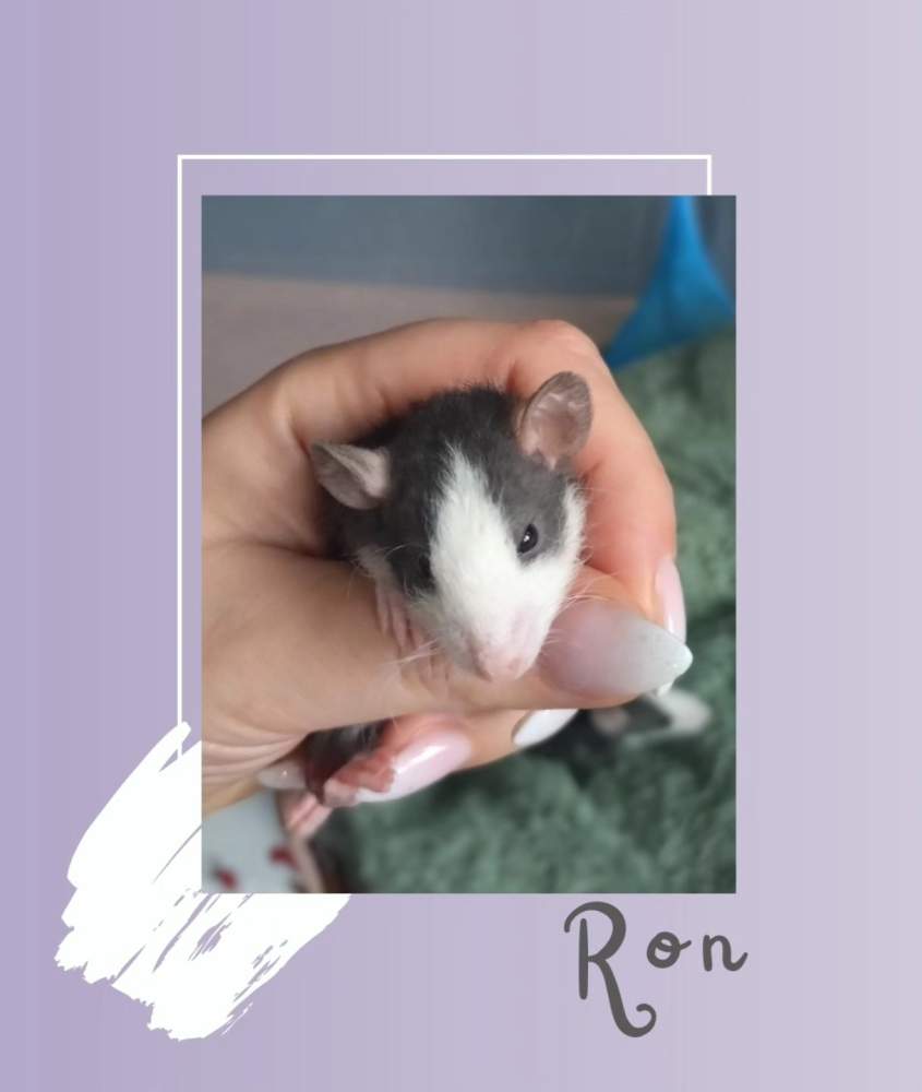 Fancy rat Rehomed Rattus norvegicus 