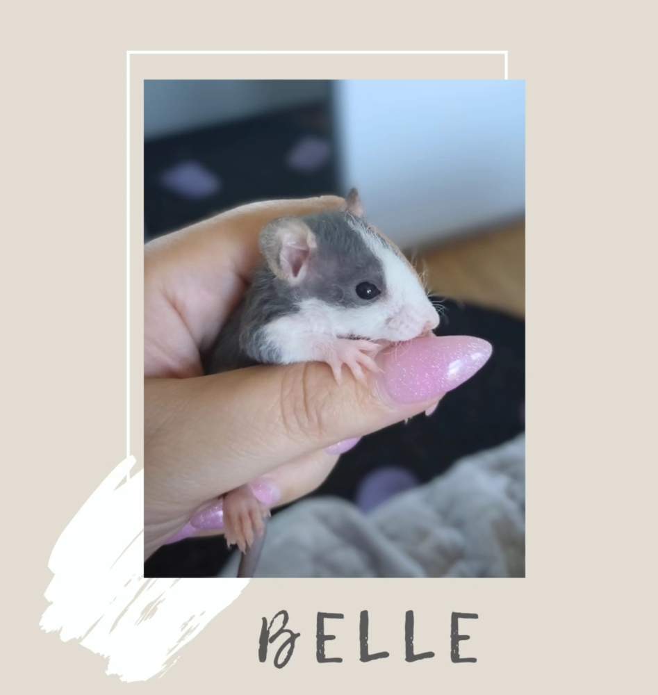 Fancy rat Pet only Rattus norvegicus 