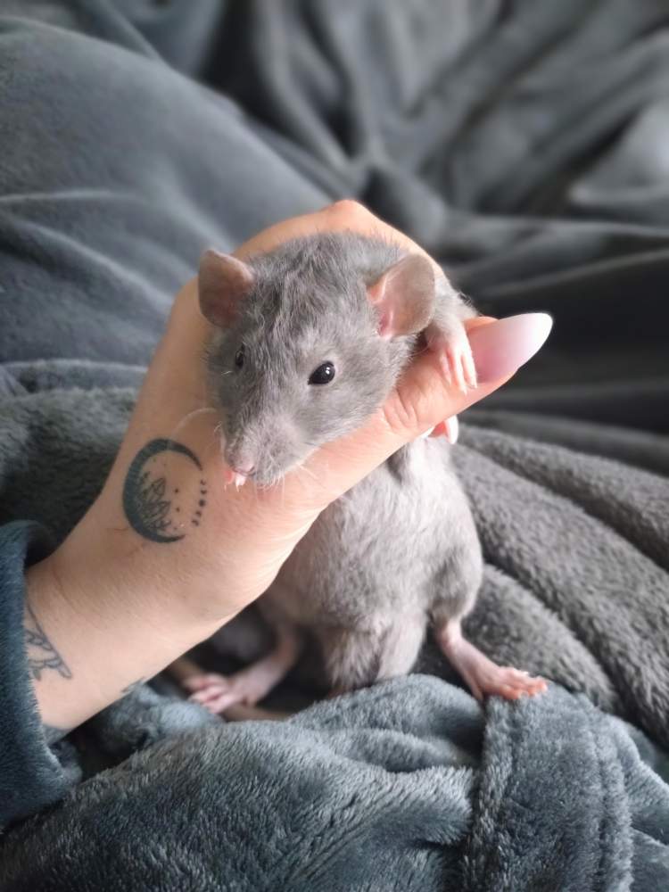 Fancy rat Breeder Rattus norvegicus 