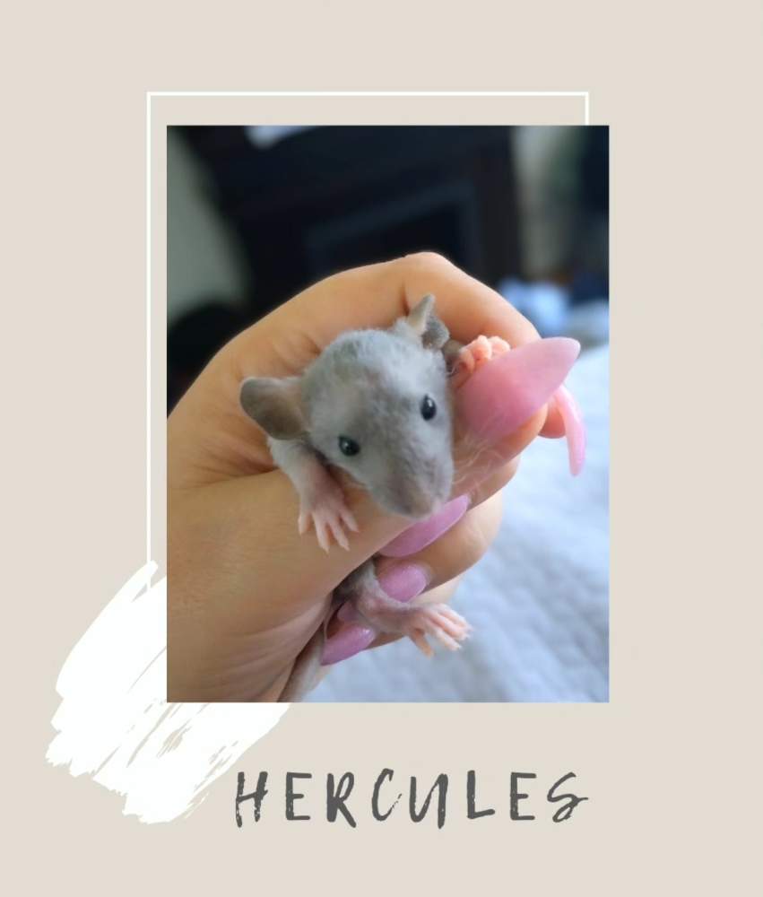 Fancy rat Pet only Rattus norvegicus 
