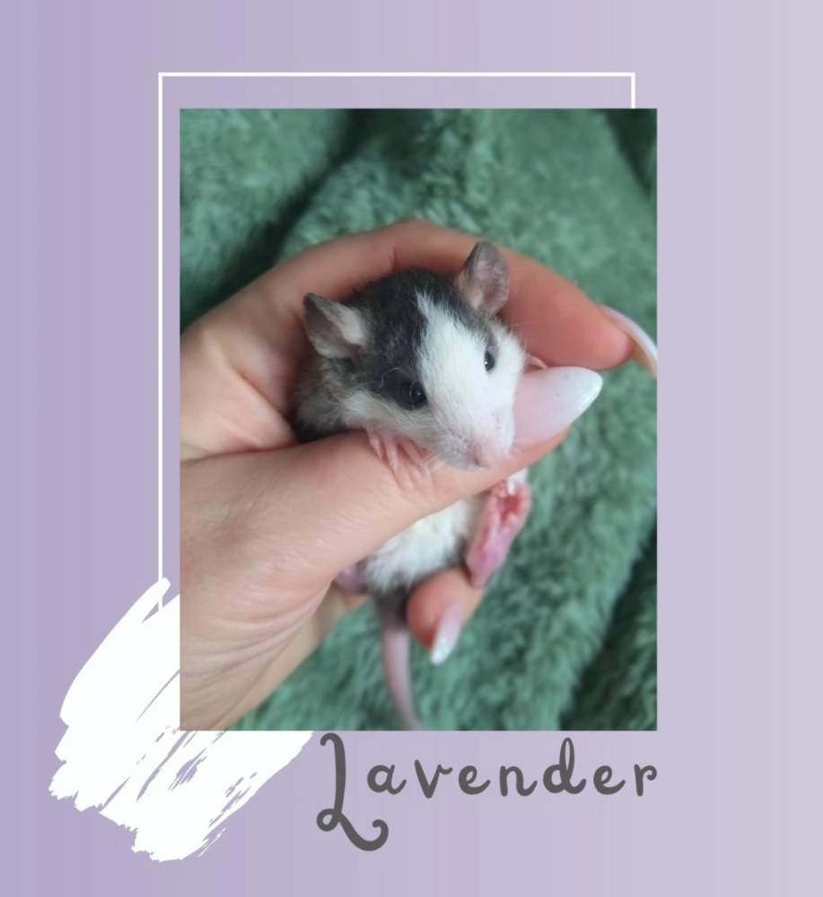 Fancy rat Rehomed Rattus norvegicus 