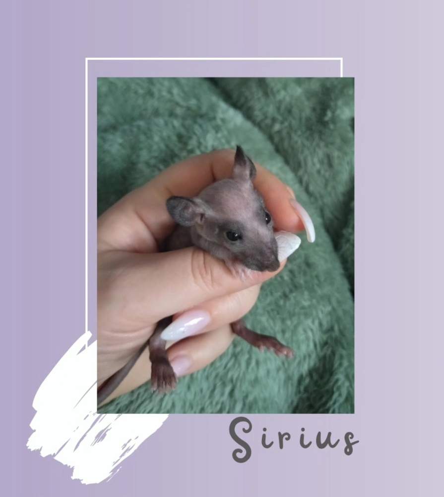 Fancy rat Rehomed Rattus norvegicus 