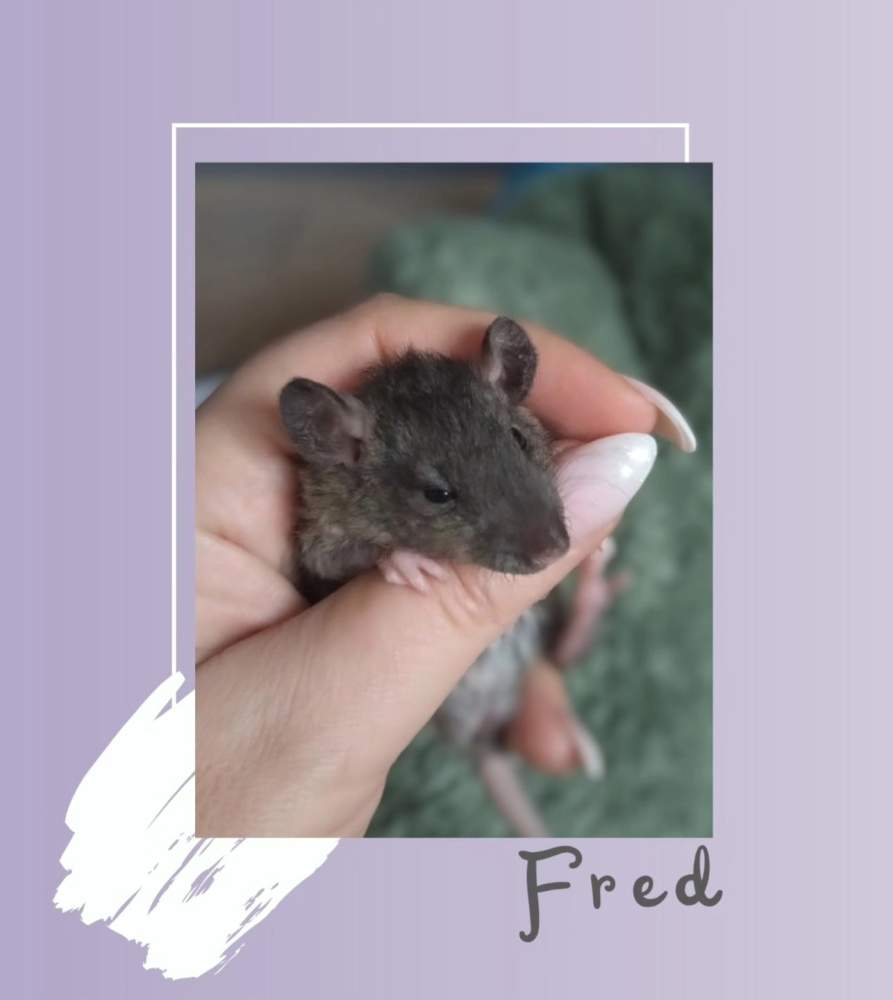 Fancy rat Rehomed Rattus norvegicus 