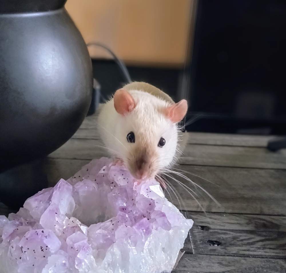 Fancy rat Breeder Rattus norvegicus 