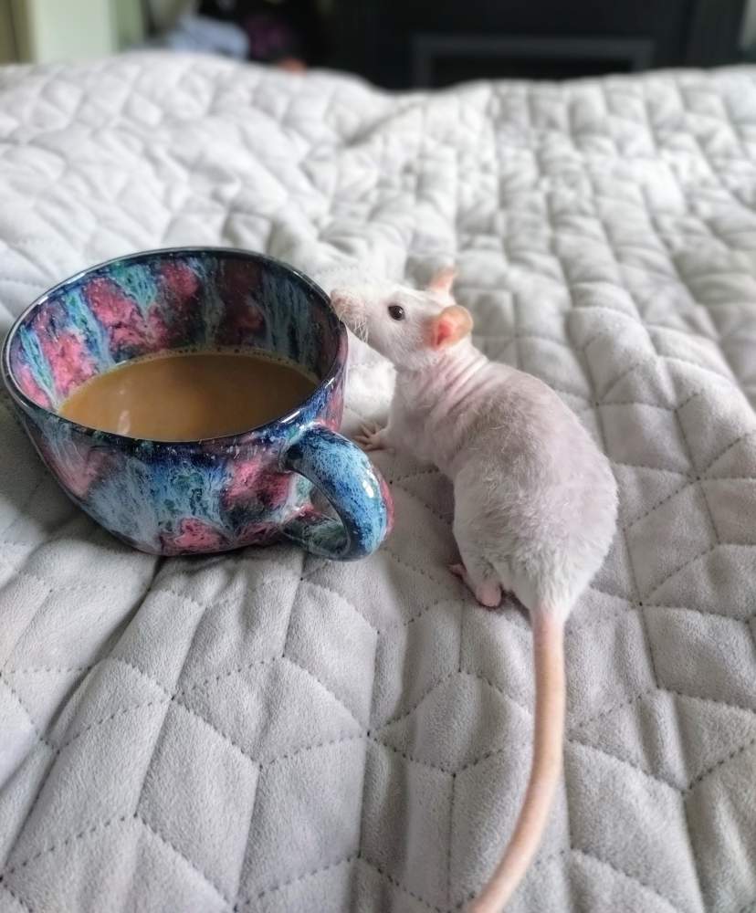 Fancy rat Breeder Rattus norvegicus 