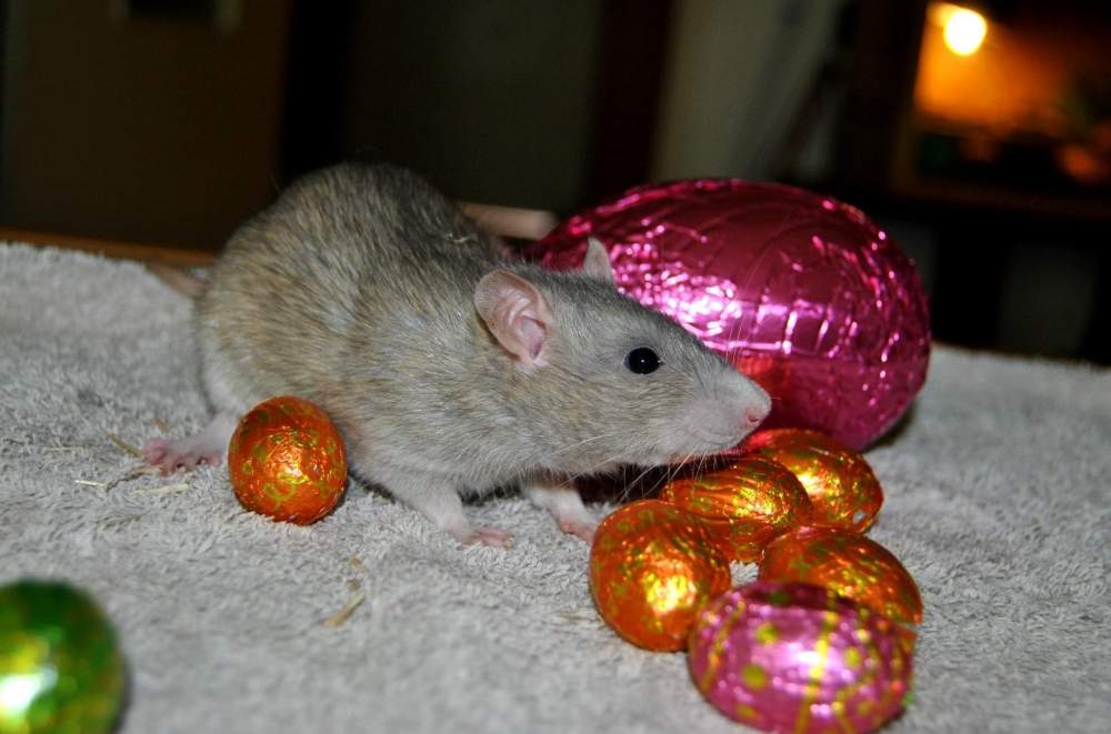 Fancy rat Deceased Rattus norvegicus 