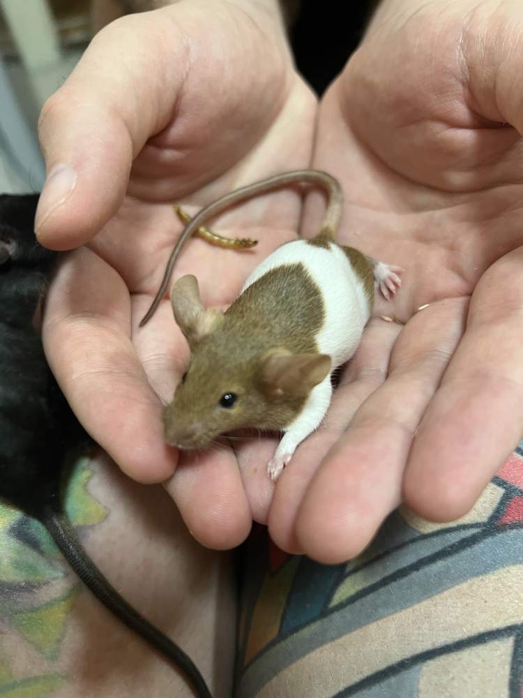 Fancy mouse Pet only Mus musculus 