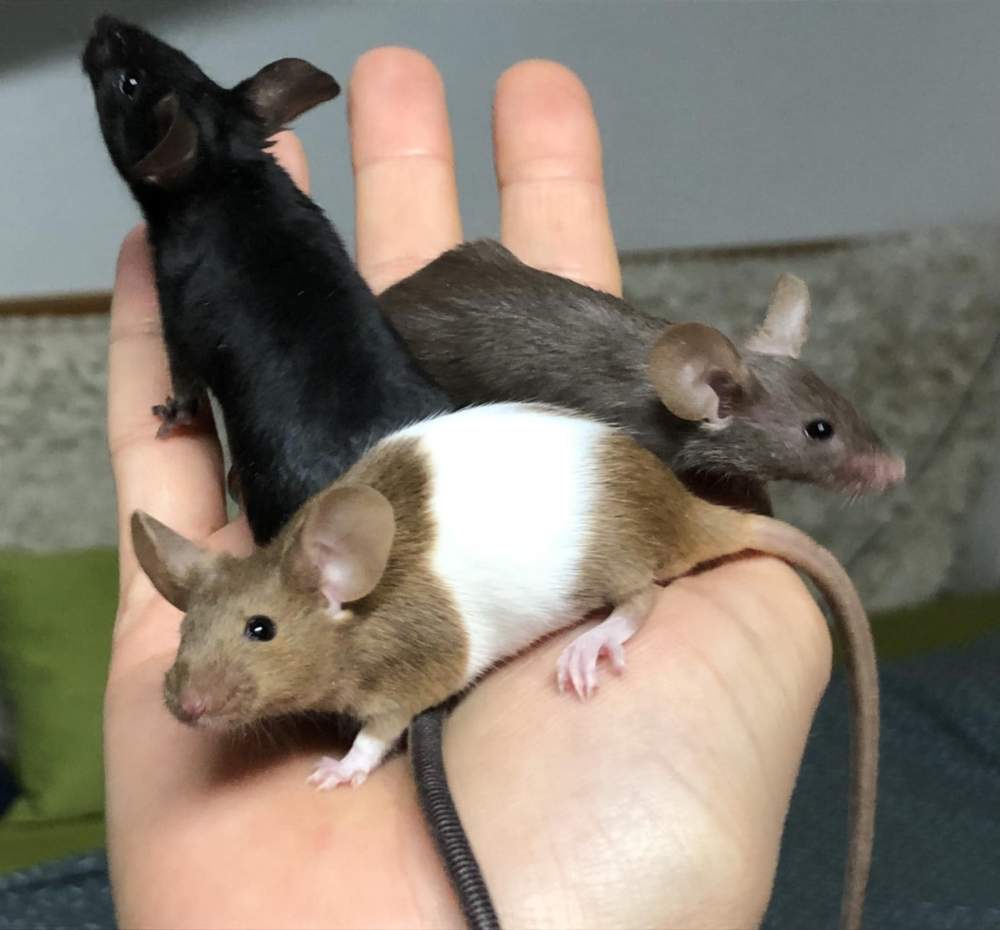 Fancy mouse Pet only Mus musculus 