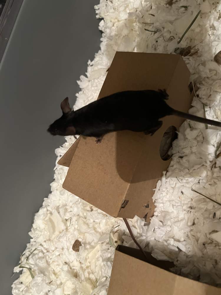 Fancy mouse Pet only Mus musculus 