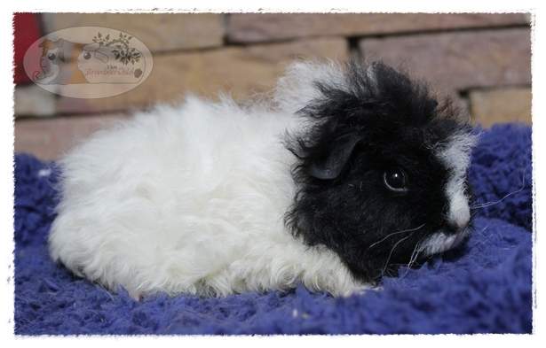 Merino guinea pig Rehomed Cavia porcellus 