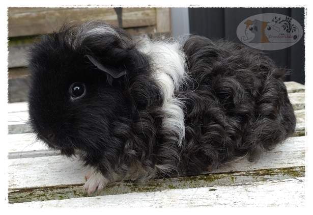 Texel guinea pig Owned by other Cavia porcellus 
