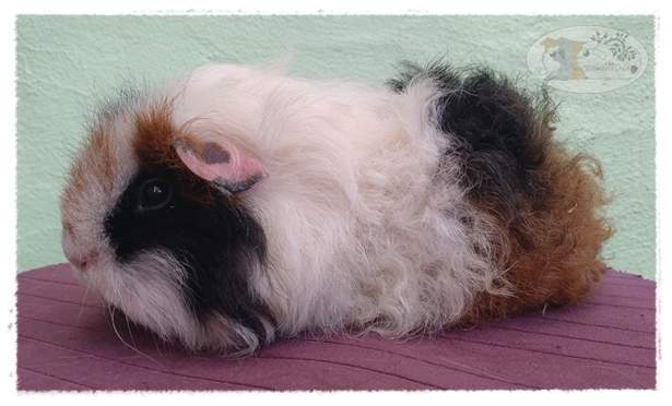 Texel guinea pig Free Cavia porcellus 