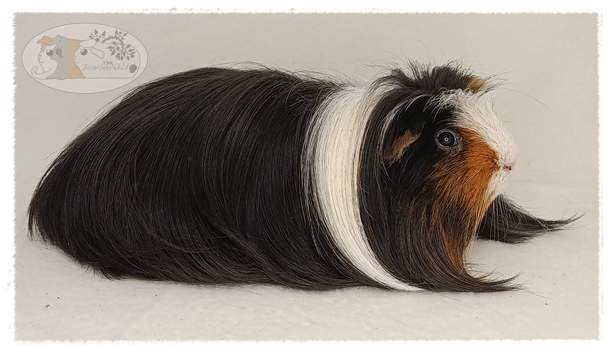 Coronet guinea pig Breeder Cavia porcellus 