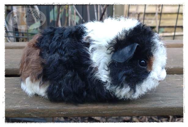 Texel guinea pig Deceased Cavia porcellus 