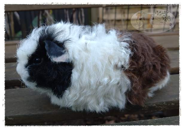 Merino guinea pig Owned by other Cavia porcellus 