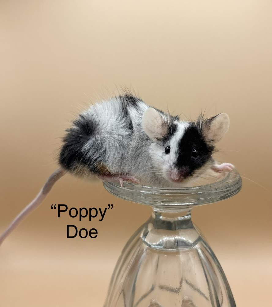 Fancy mouse Breeder Mus musculus 