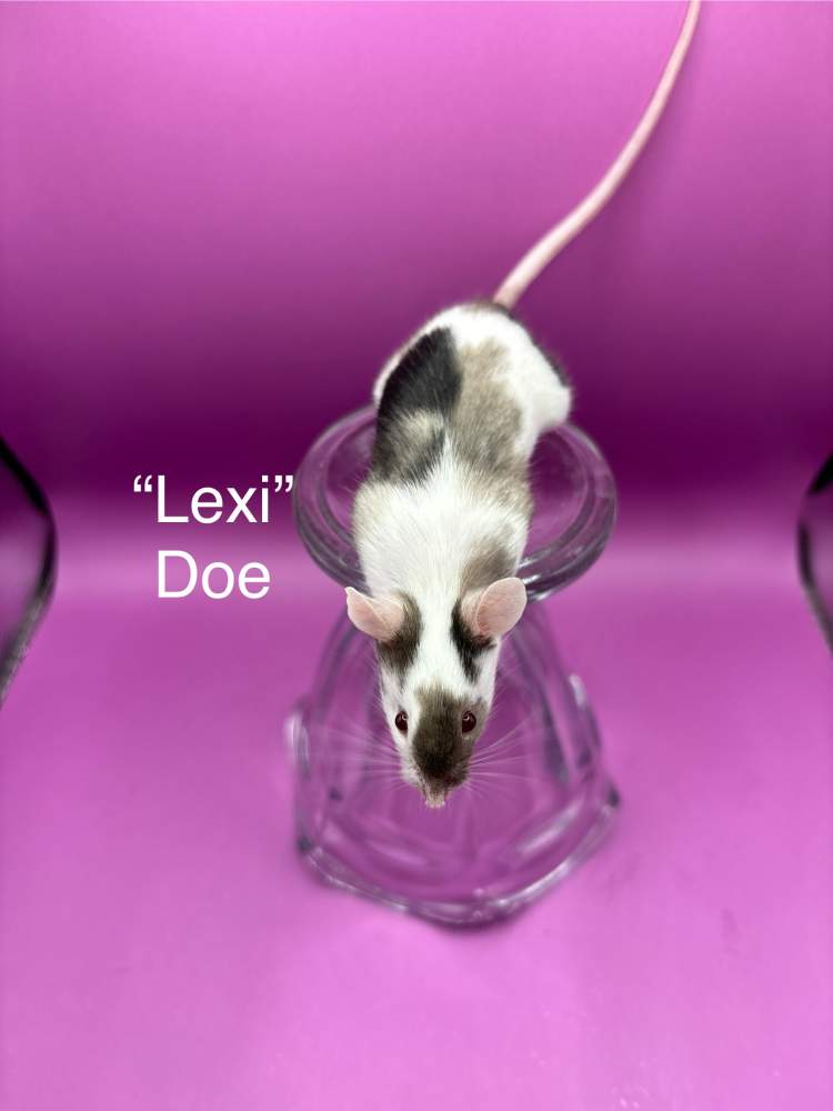 Fancy mouse Breeder Mus musculus 