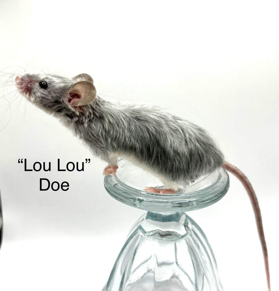 Fancy mouse Breeder Mus musculus 