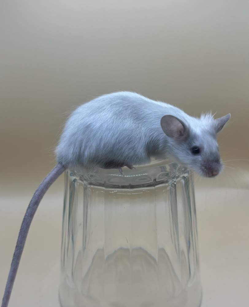 Fancy mouse Breeder Mus musculus 