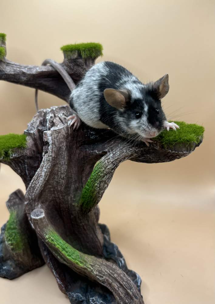 Fancy mouse Retired Mus musculus 