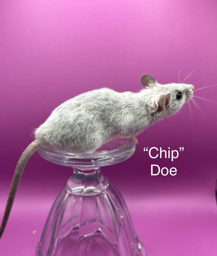 Fancy mouse Breeder Mus musculus 