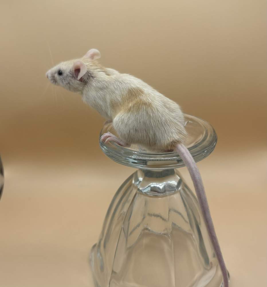 Fancy mouse Breeder Mus musculus 