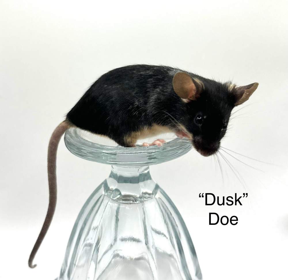 Fancy mouse Breeder Mus musculus 