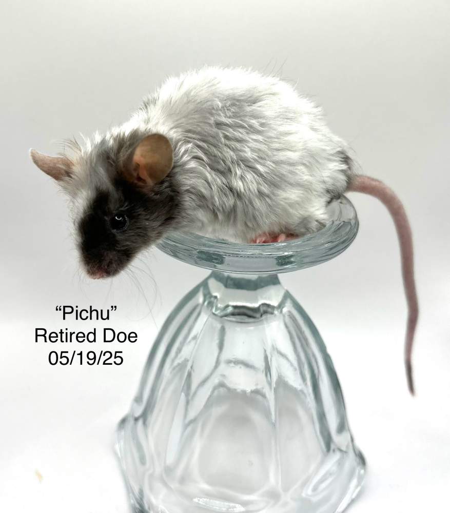 Fancy mouse Retired Mus musculus 