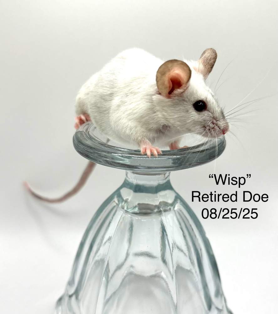 Fancy mouse Breeder Mus musculus 