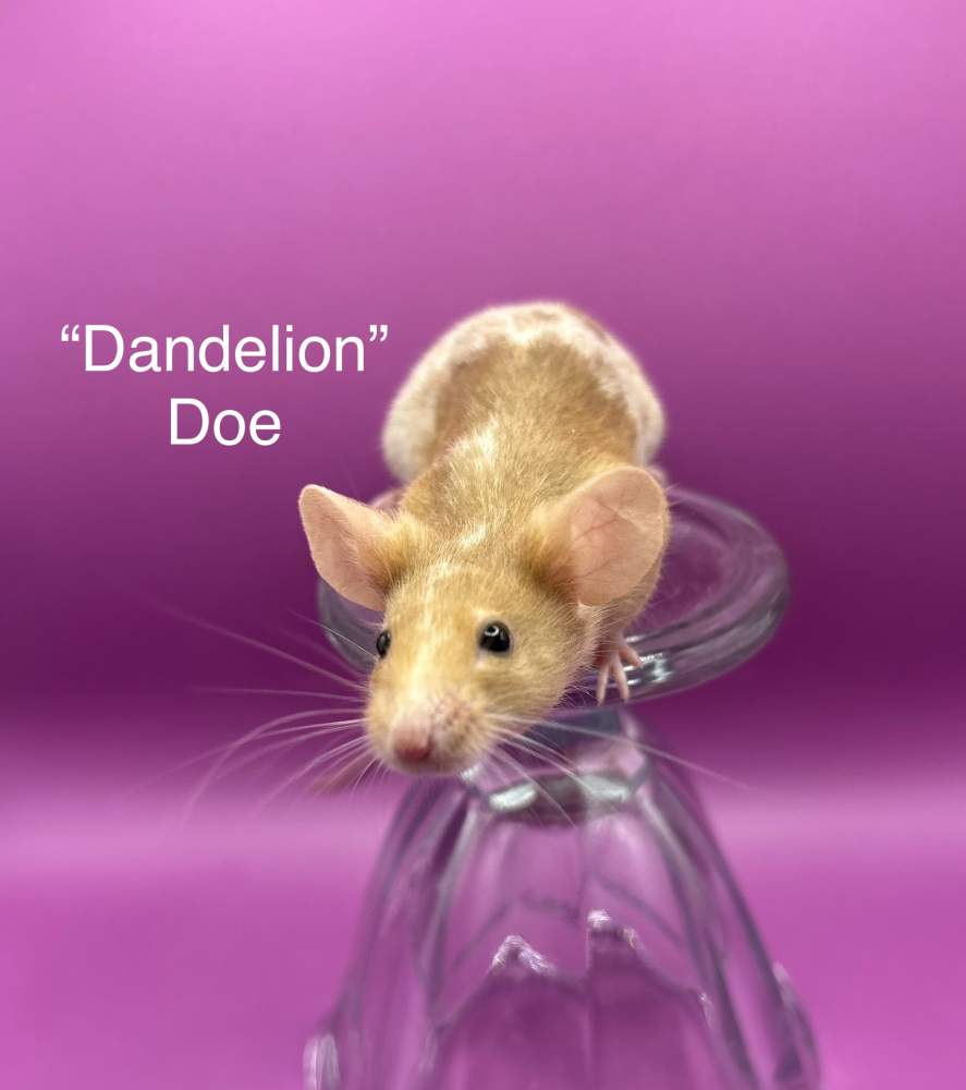 Fancy mouse Owned by other Mus musculus 