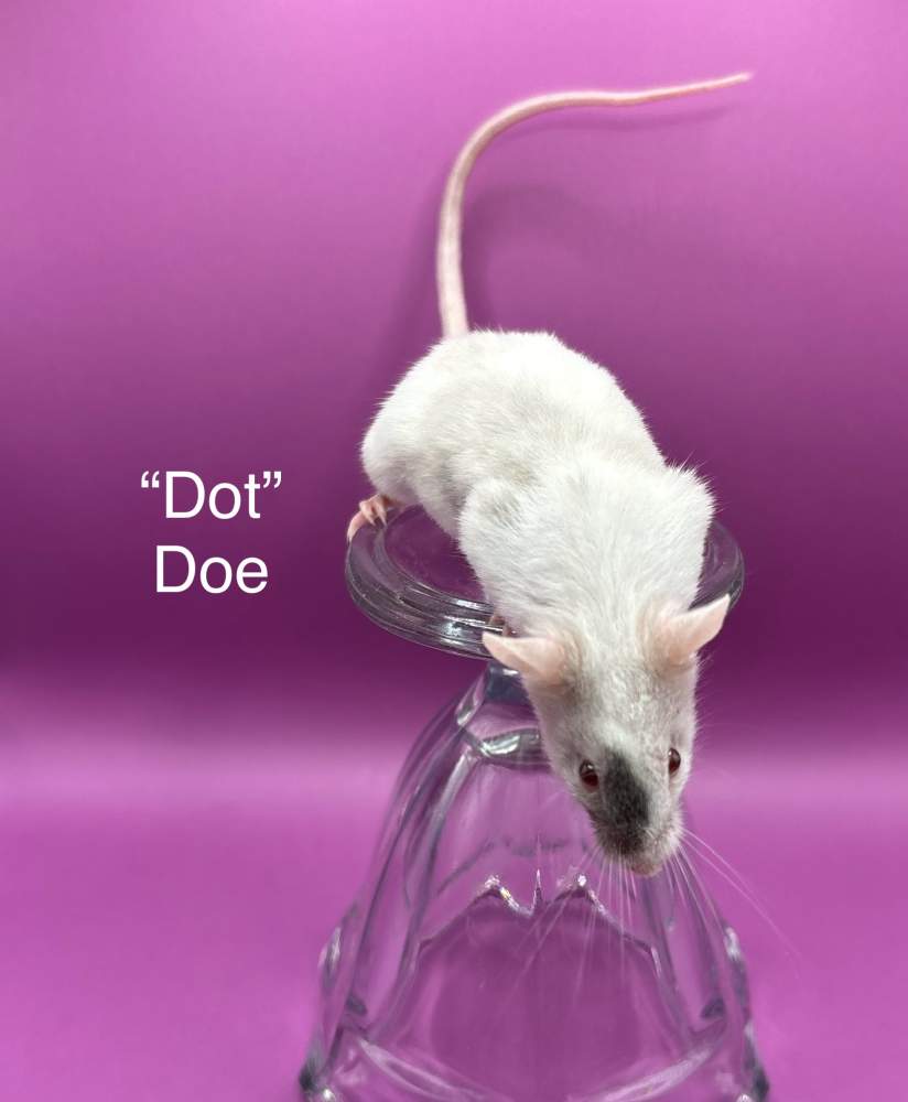 Fancy mouse Breeder Mus musculus 