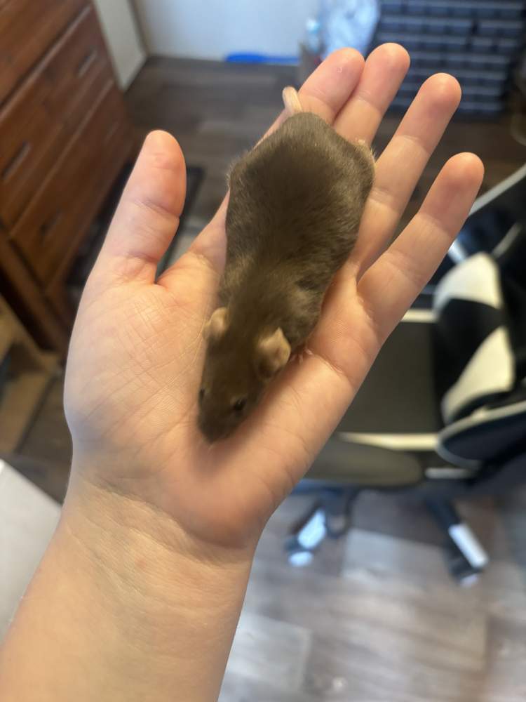 Fancy mouse Breeder Mus musculus 