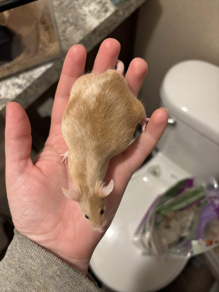 Fancy mouse Breeder Mus musculus 