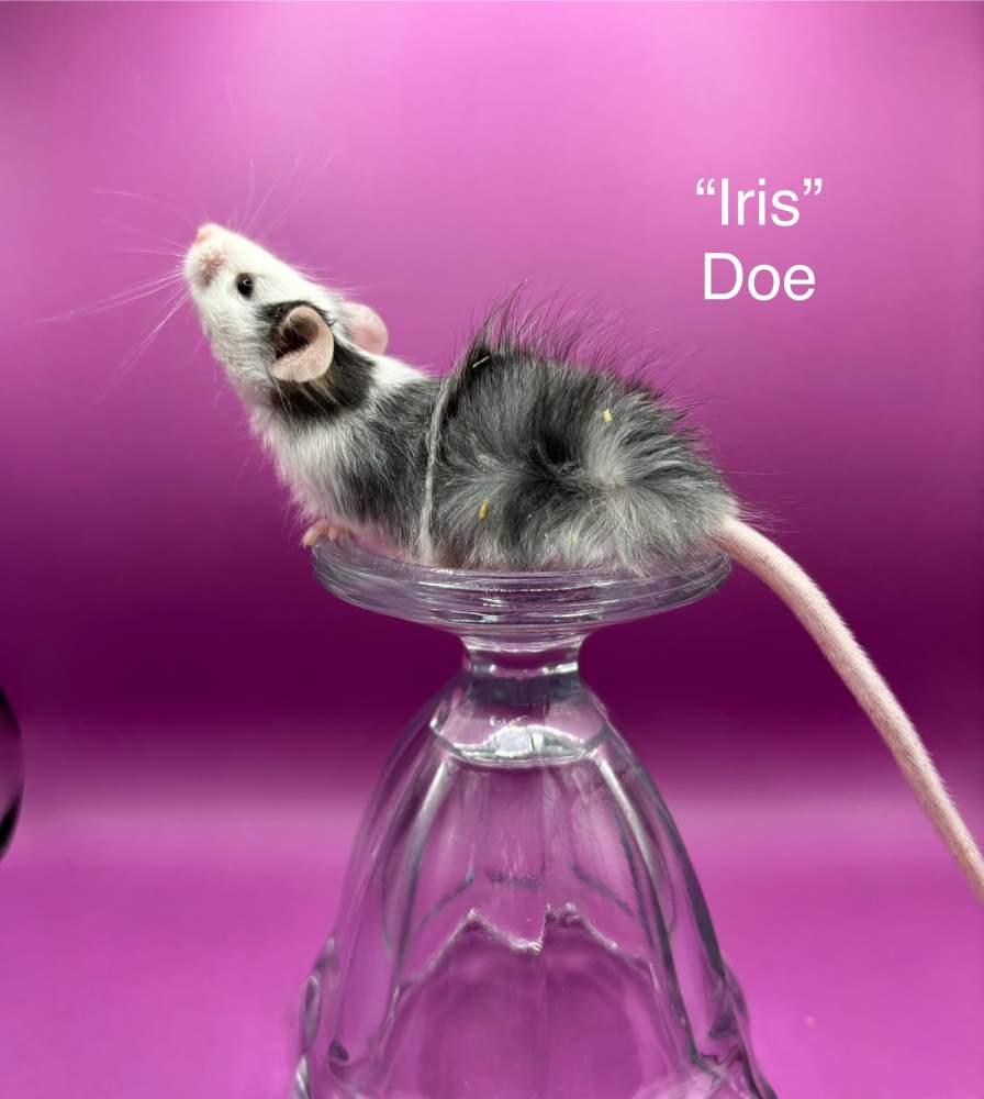 Fancy mouse Breeder Mus musculus 