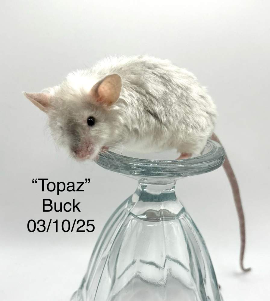 Fancy mouse Breeder Mus musculus 